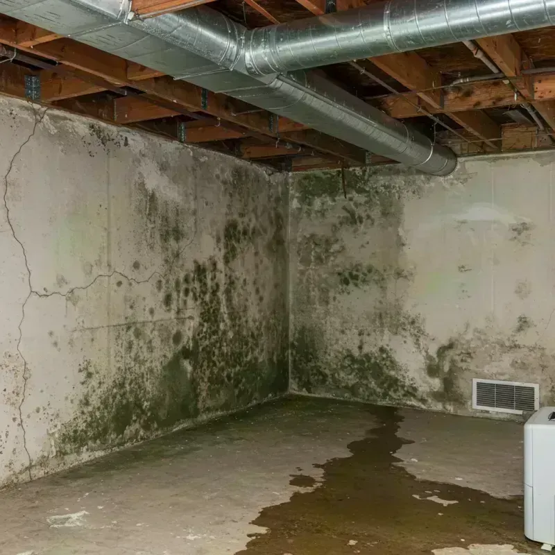 Professional Mold Removal in Haubstadt, IN